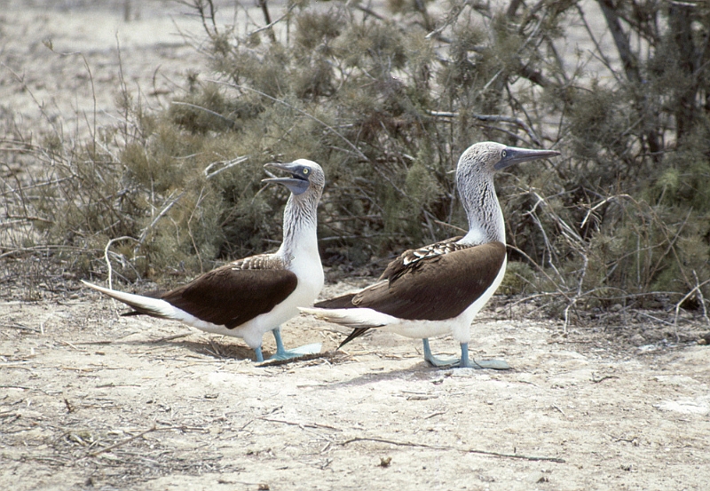 728_Blauwvoetgenten, Isla de la Plata.jpg